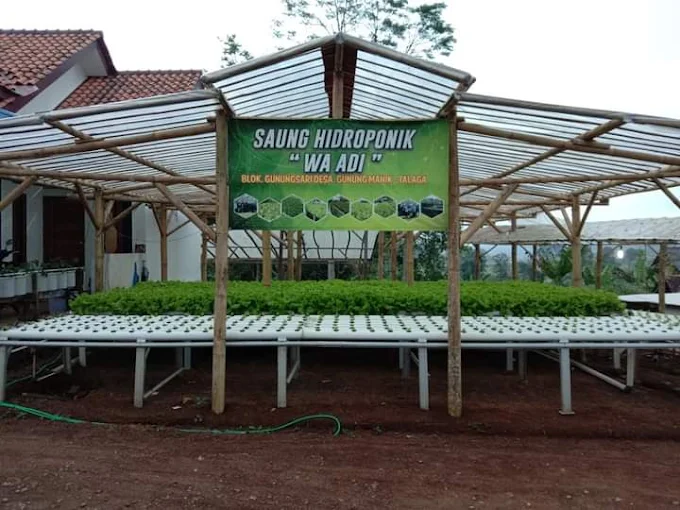 Sayuran Hidroponik Segar