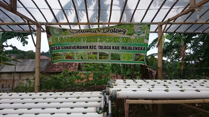 Kebun Hidroponik Wa Adi