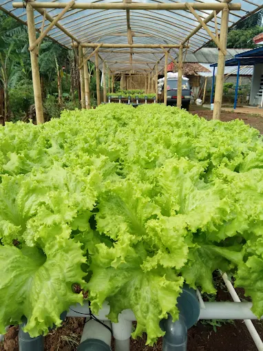 Galeri Saung Hidroponik